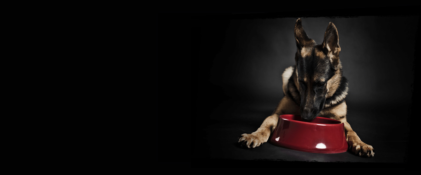 Why CRAVE™ Premium Food for Your Pet? CRAVE™